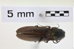 Foto (Dorsalansicht) von Limonius ectypus (NHMW-ZOO-COL-0008611)